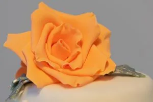 Sugar rose